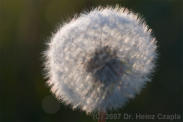 GPTB1020: Pusteblume / Seeds of dandelion
