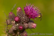 GPTB1030: Distelblüte mit wilder Biene / Thistle flower with wild bee