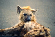 GWA1030: Hyaene /Hyena