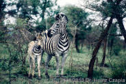GWA1020: Zebra mit Fohlen / Zebra with Filly