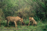 GWA1010: Zwei Loewinnen am Kill / Two Lionesses at the Kill